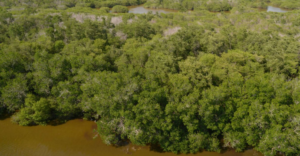 Panorámica de la Ciénaga Grande de Santa Marta.