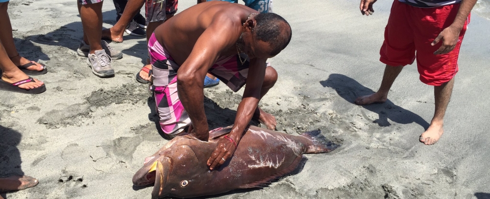 Este viernes 24 de junio, pescadores de Santa Marta llegaron a la bahía con un ejemplar de esta especie.
