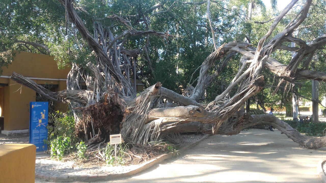 El árbol de caucho cayó desde sus propias raíces al suelo.