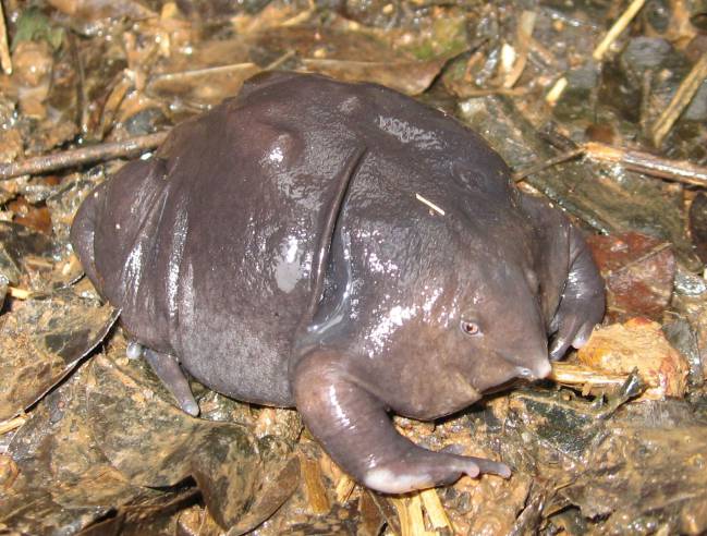 La rana púrpura con nariz de cerdo.