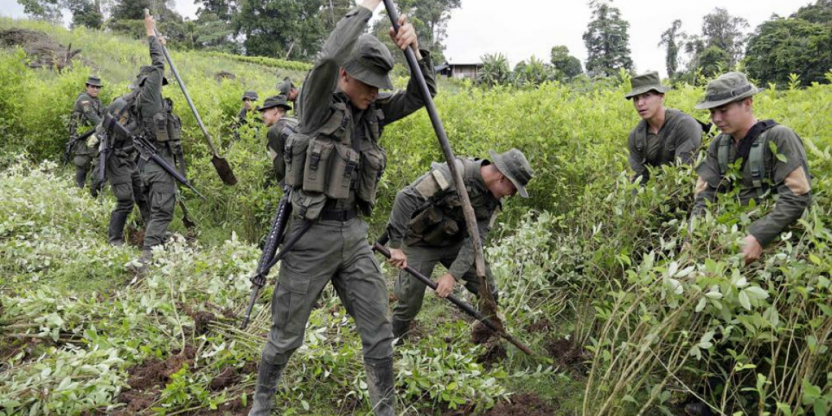 Carlos Ortega / EL TIEMPO Más de 2.000 hombres de la Fuerza Pública adelantan la erradicación forzada de matas de coca en Tumaco.