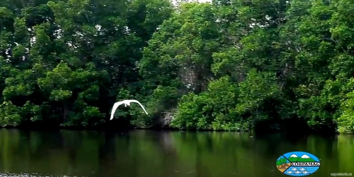 Corpamag Manglares de la Ciénaga Grande de Santa Marta.