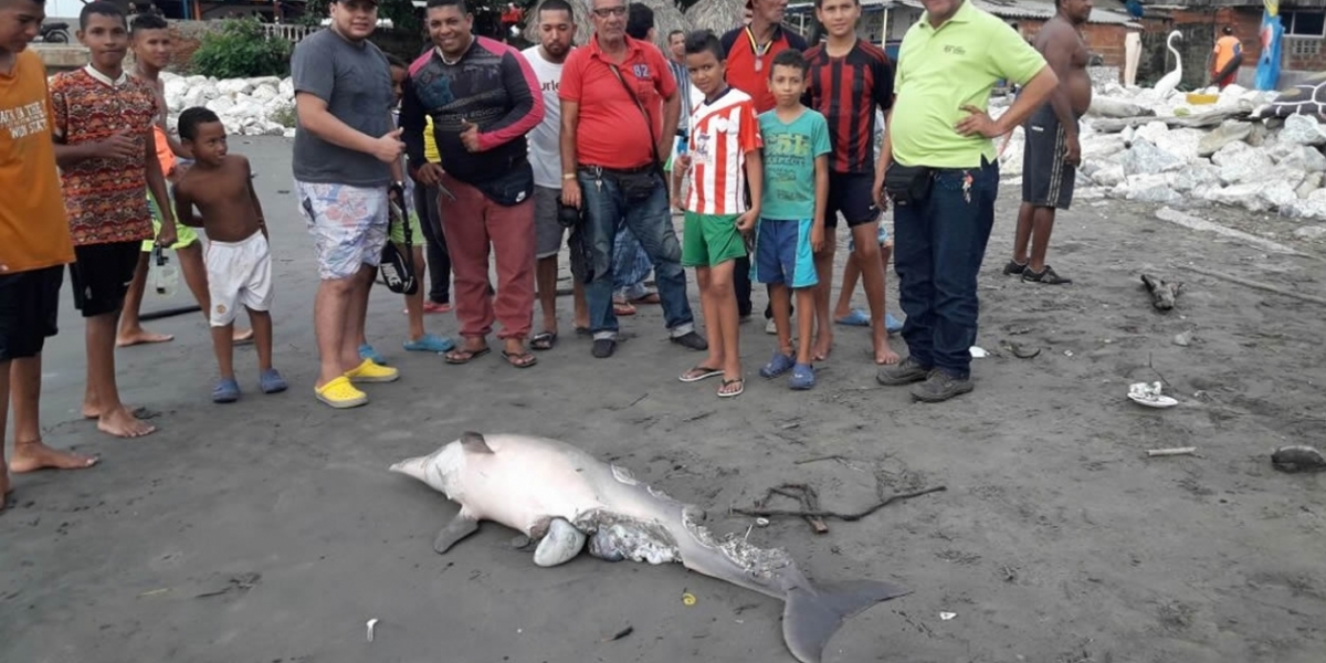 Edson Forbes - Zona Cero Un delfín muerto y en avanzado estado de descomposición fue detectado este miércoles cerca del muelle de Puerto Colombia.