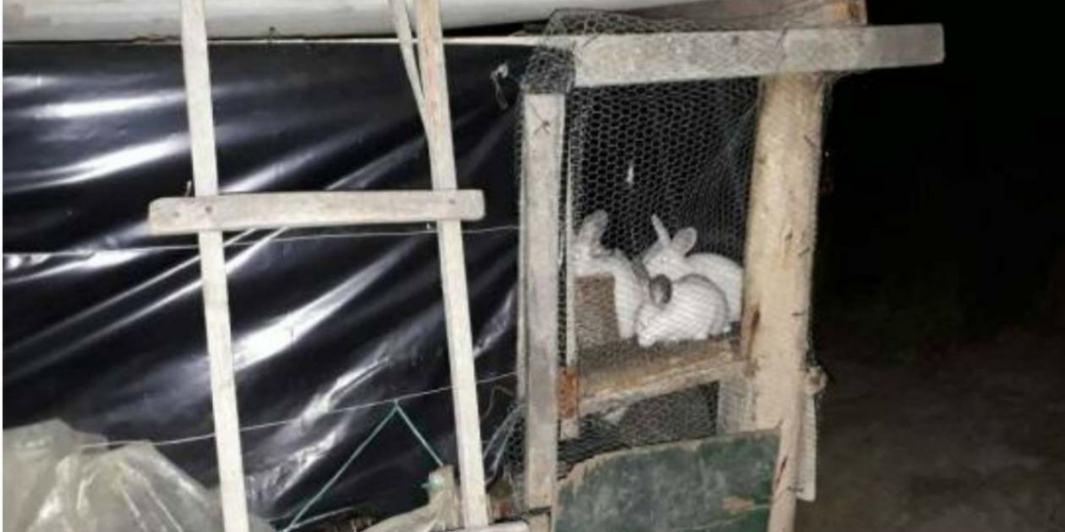 Caracol Radio. La Jaula de conejos donde fue encerrado el niño de 8 años.