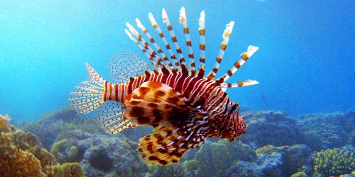 Bioenciclopedia Pez León, especie invasora proveniente del Indopacífico.