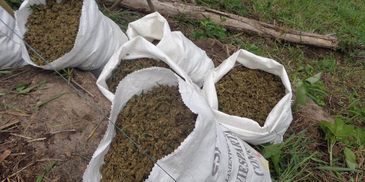 Décima Brigada Blindada Guajira 709 kilogramos de marihuana incautada.