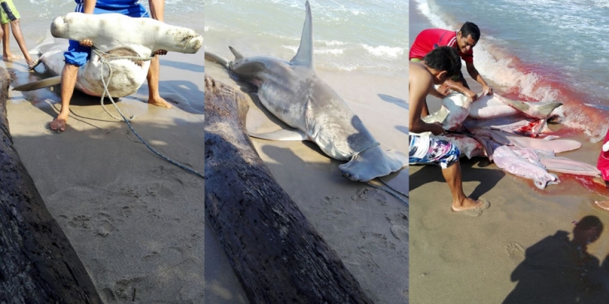 Tiburón martillo capturado en las playas de Santa Verónica.