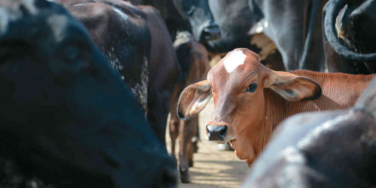 Los animales, de origen venezolano, que sean aprehendidos en territorio nacional y que sean aprehendidos en virtud de los dispositivos de control, serán sacrificados. 