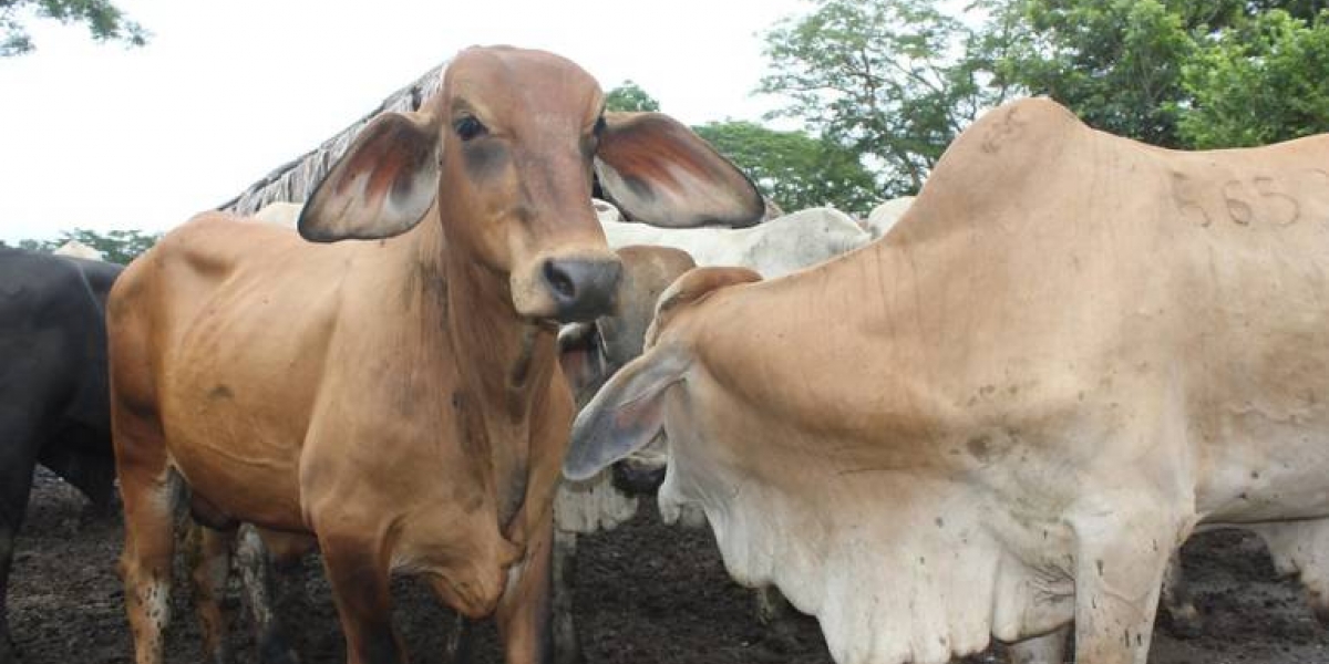 Archivo. El ICA confirmó la terminación del sacrificio sanitario de 3.325 animales en todas las zonas en donde apareció la enfermedad.