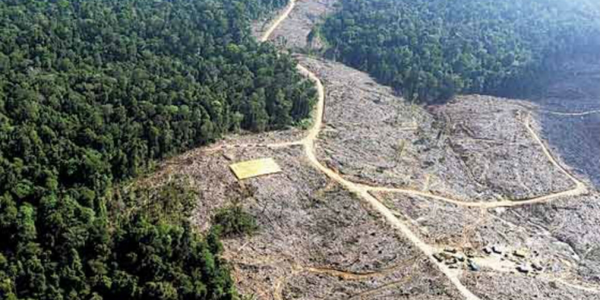 EL ESPECTADOR Deforestación en Colombia