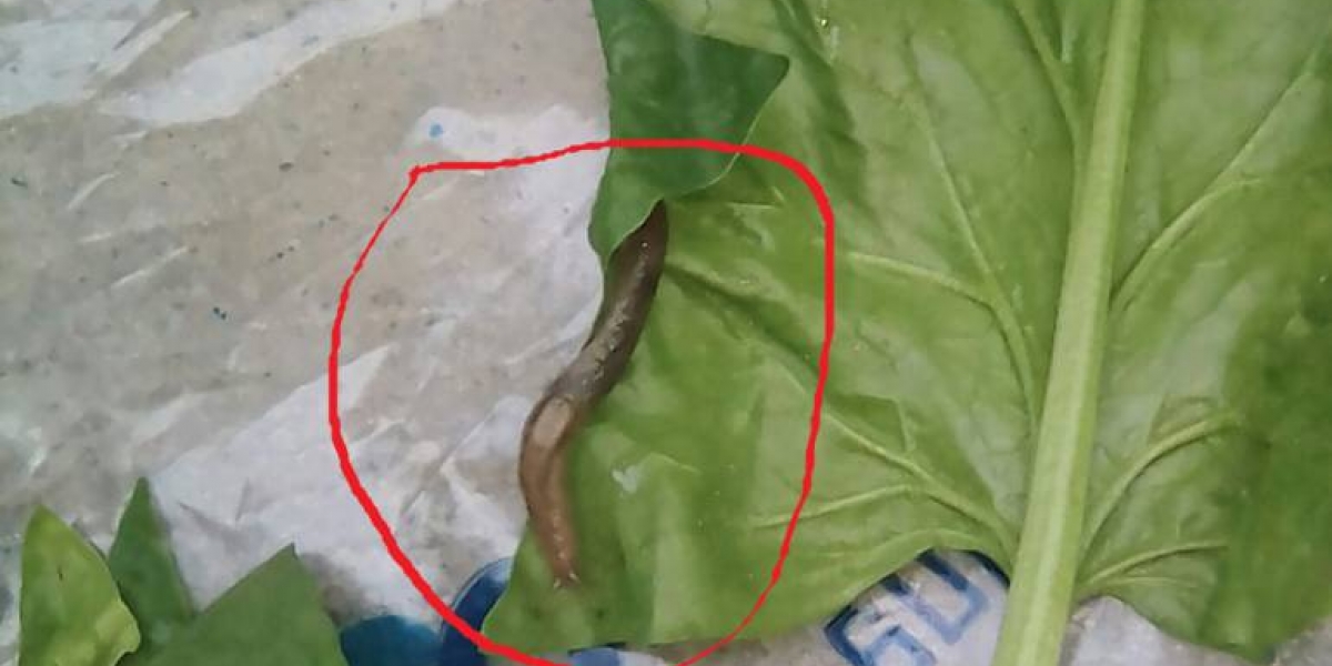 Cortesía El caracol hallado en verduras en Santa Marta.