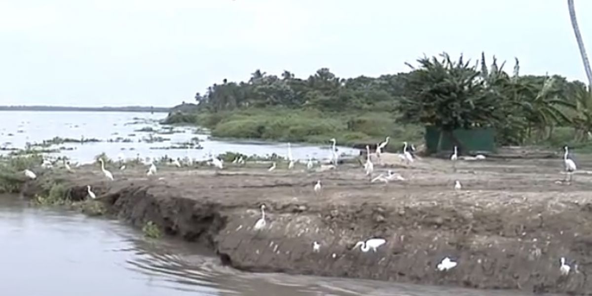 Las aves han retornado a la Ciénaga con la apertura de la embocadura del caño clarín viejo.