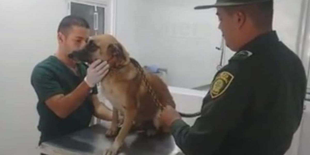 Pulzo Perra maltratada en Dagua, Valle del Cauca.