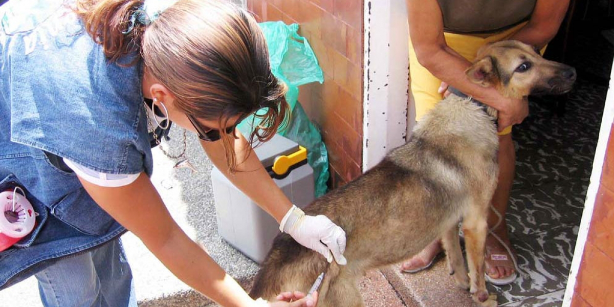 Inician campaña para vacunar a perros y gatos en el Magdalena. 