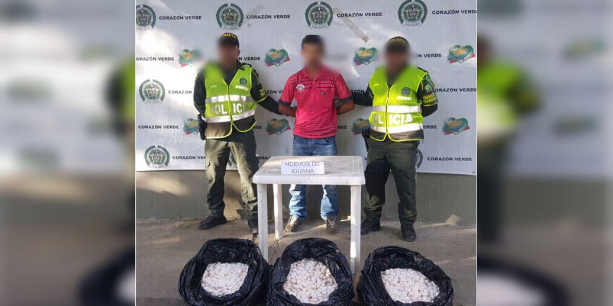 Policía Sujeto capturado con 5 mil huevos de iguana.