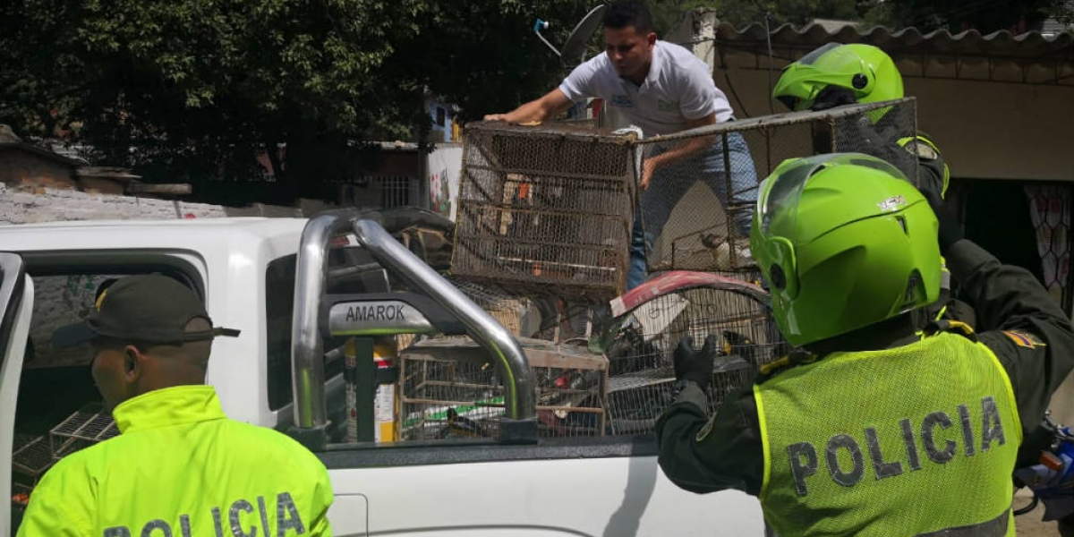 Las aves siendo llevadas por las autoridades 