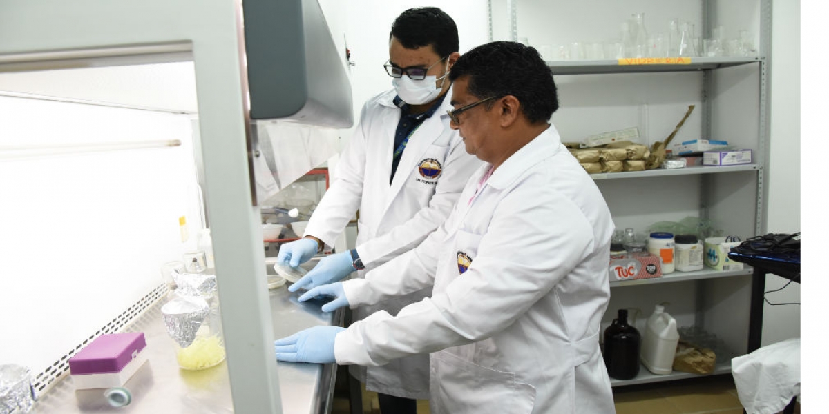 Los investigadores realizaron las pruebas en laboratorio para descubrir el fungicida que ataca la Sigatoka negra.