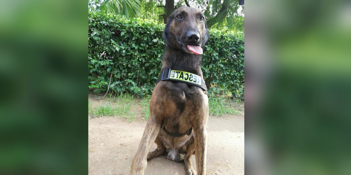 Policía de Santa Marta Homero llegó desde Bogotá a apoyar las labores de búsqueda del niño Alberto.
