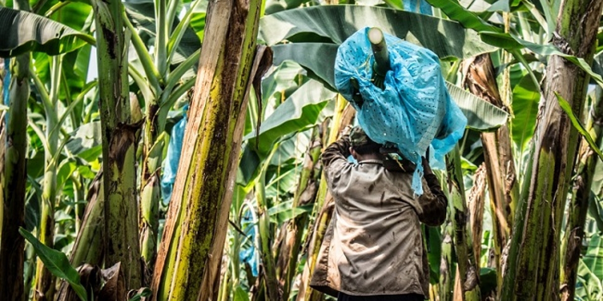 El Informador El 85% de las exportaciones de banano colombiano tienen como destino Europa.