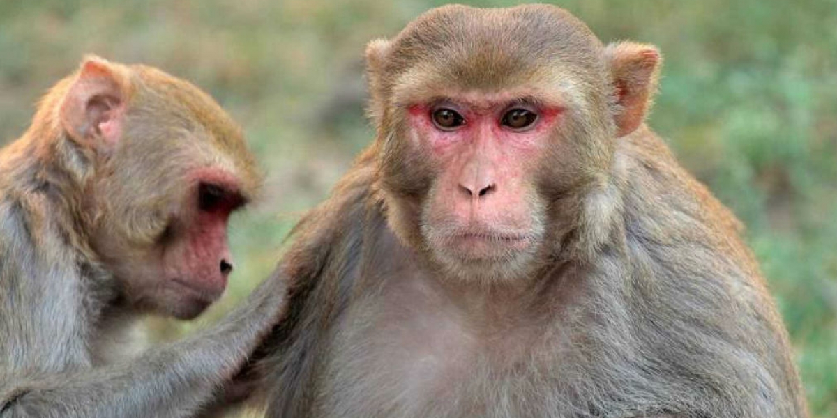Getty Images. Macacos Rhesus