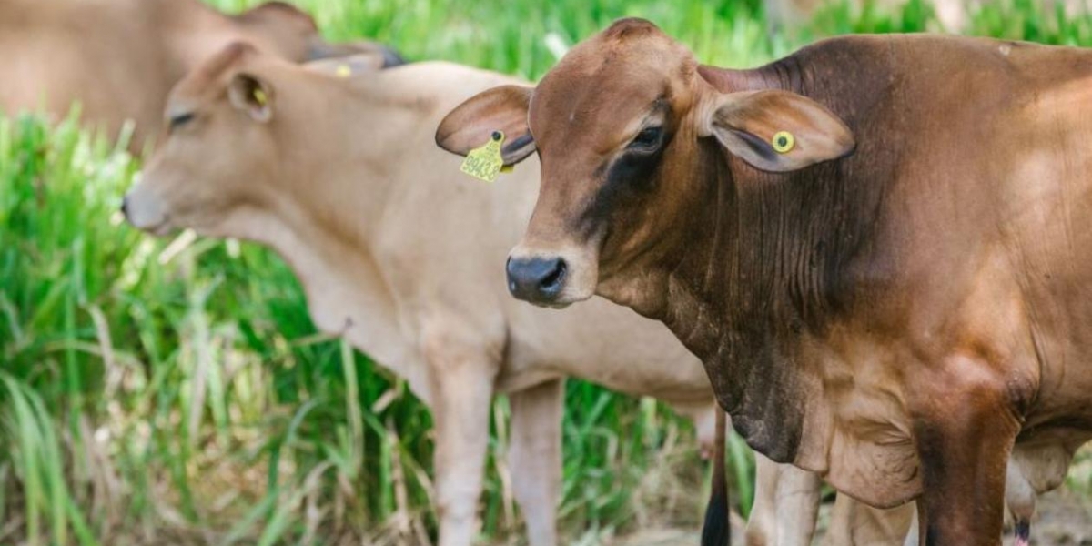 El pasado 1 de octubre se detectó un brote de fiebre aftosa en zona rural de Boyacá. 