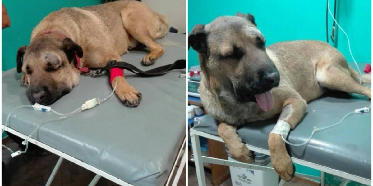 Simón, perro que se enfrentó a serpiente.