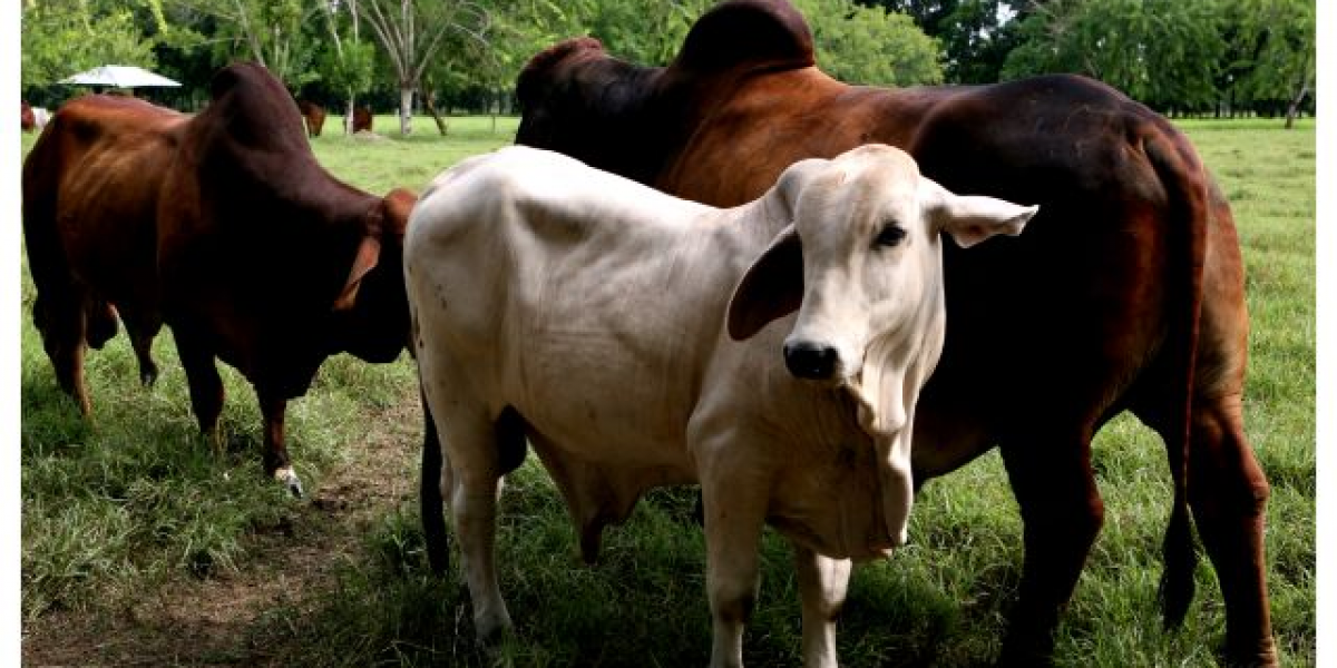 ICA La movilización de los bovinos ubicados en las veredas mencionadas se permite, siempre y cuando los animales hayan sido vacunados 15 días antes de la fecha de movilización.