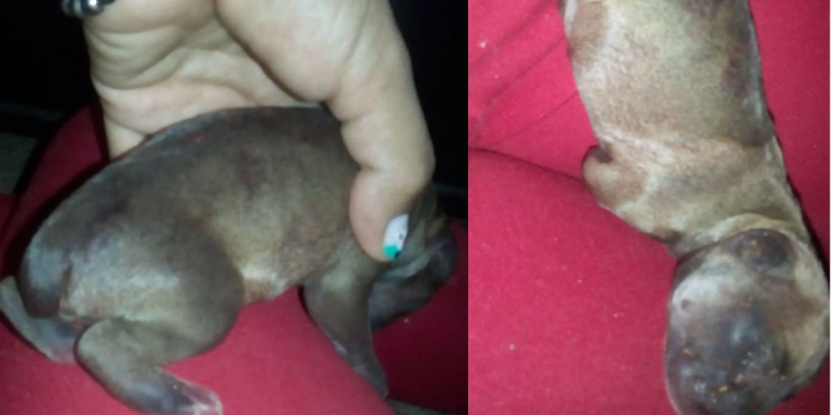 Cortesía El cachorro fue auxiliado por un taxista, que notó que se movía; posteriormente, lo llevó a casa y le improvisó una incubadora.