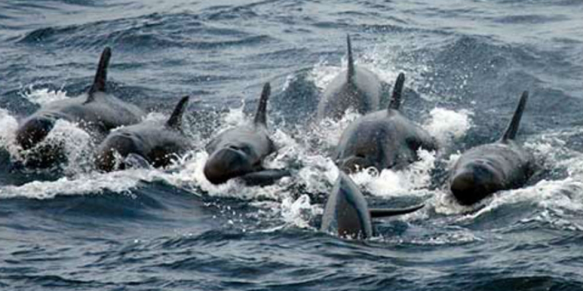 Cortesía. una familia de 20 orcas negras visitó El Rodadero.