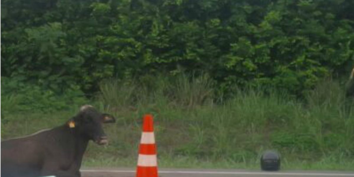  La vaca en el sitio del accidente.