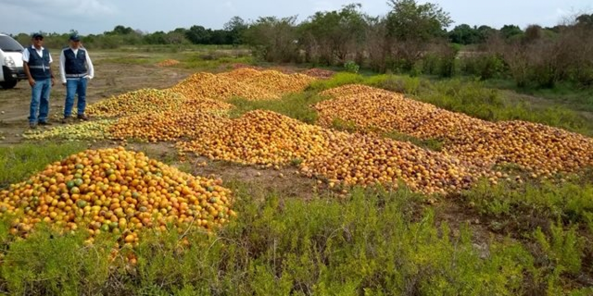 Ofiprensa Ica Aspecto de las visitas a las zonas donde, por sobreproducción, se está botando el mango.