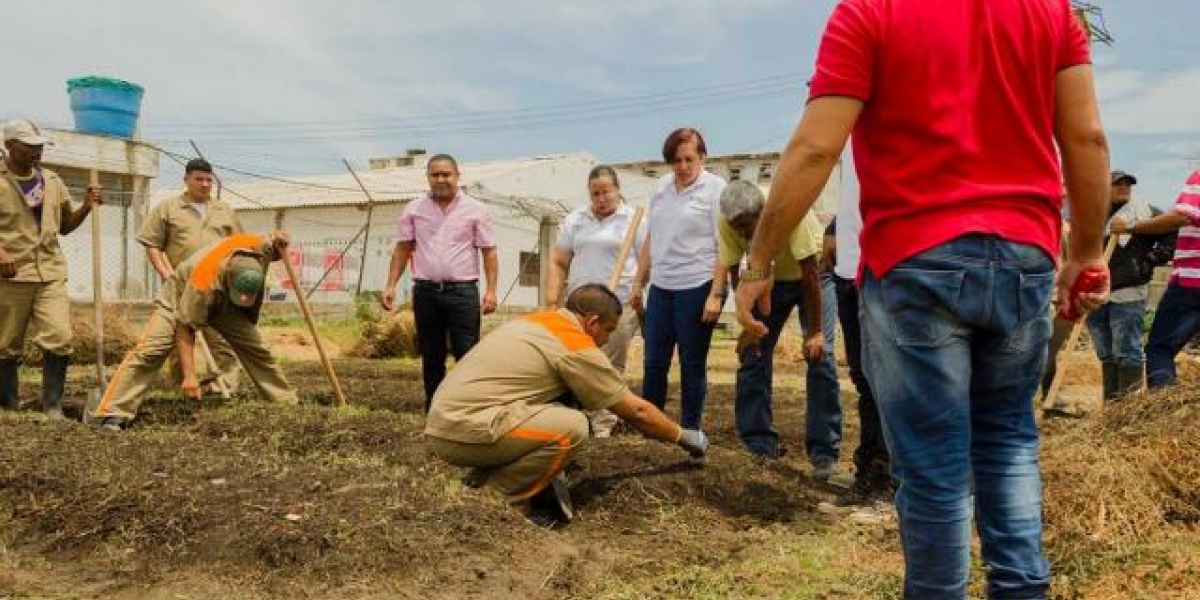 Desde el mes de marzo quince reclusos iniciaron trabajos para la construcción de una huerta carcelaria sembrando hierbas y frutas.