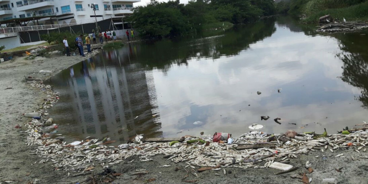 Alcaldía de Santa Marta Mortandad de peces en la desembocadura del río Manzanares.