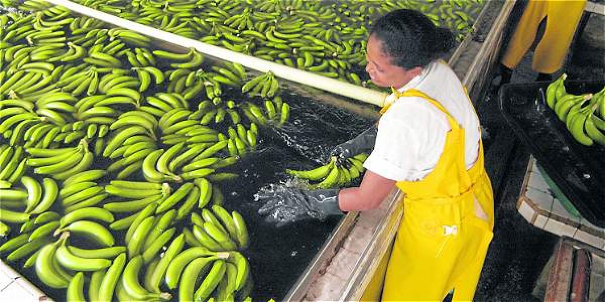 Archivo El Magdalena es uno de los departamentos 'punta de lanza' en la exportación de banano.