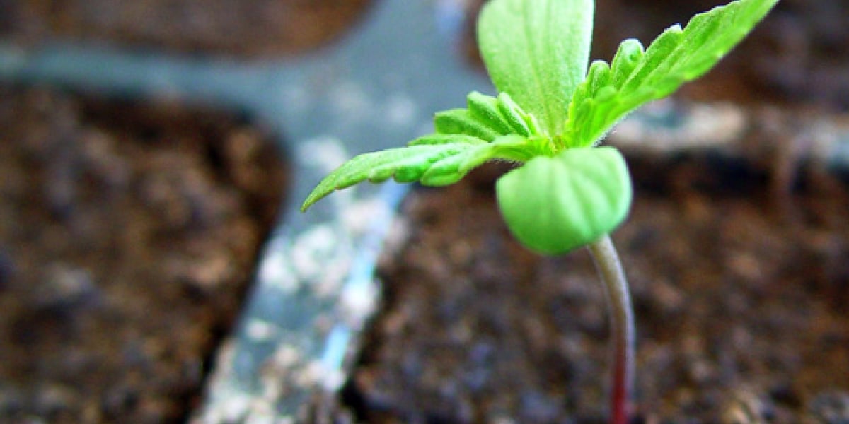 Notas de Humo y Marihuana Imagen referencial.