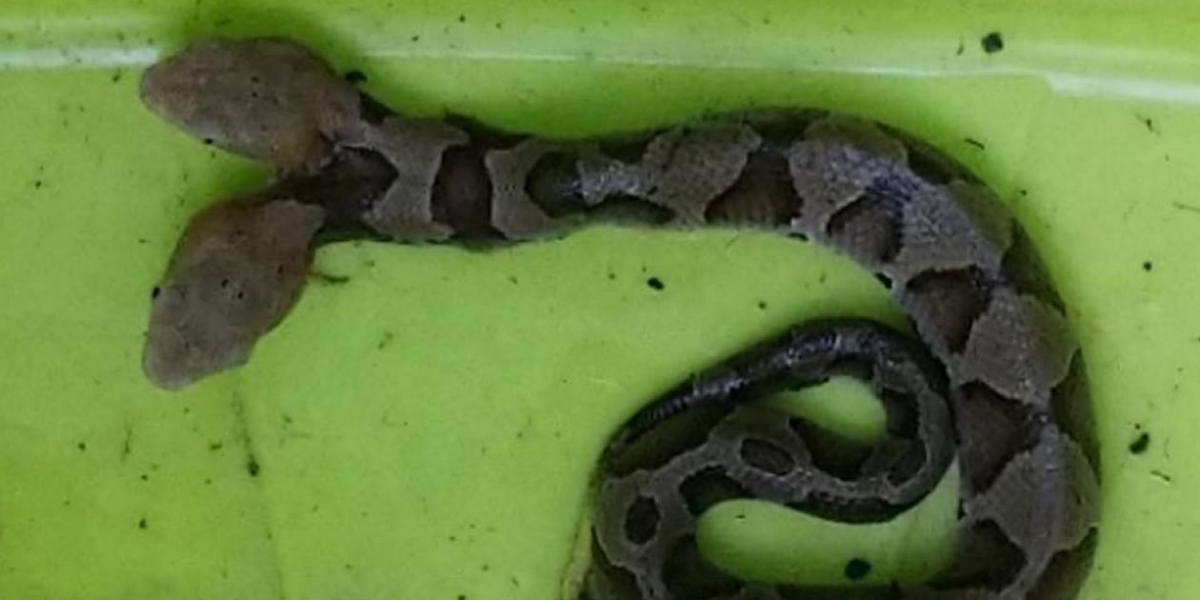 Virginia Wildlife Management and Control. Esta es la serpiente de dos cabezas.
