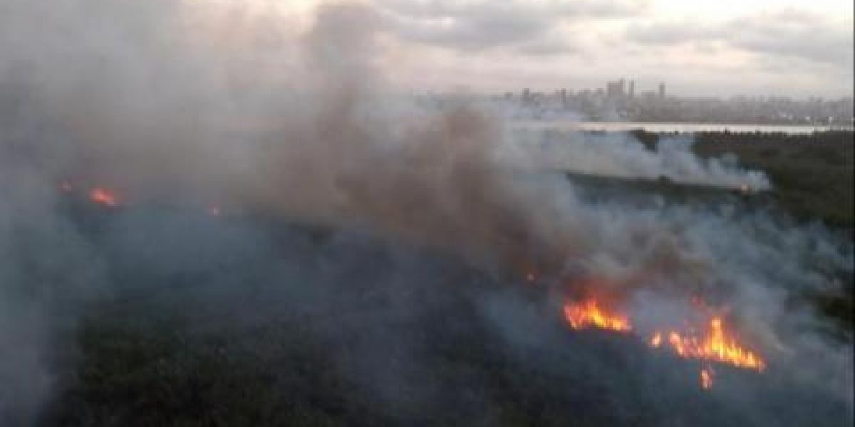 Zona Cero No hubo áreas de manglar afectadas por las llamas.
