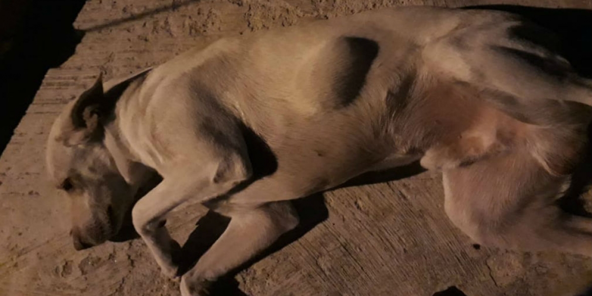 Cortesía Perro afectado luego de ser vacunado.
