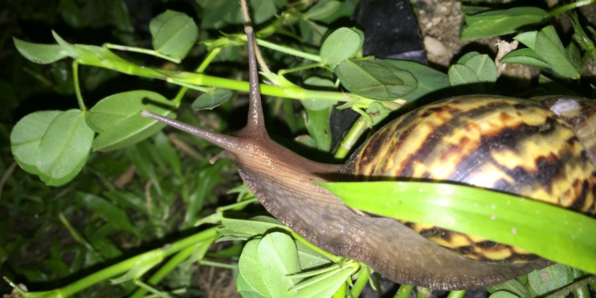 Cortesía Caracol Africano