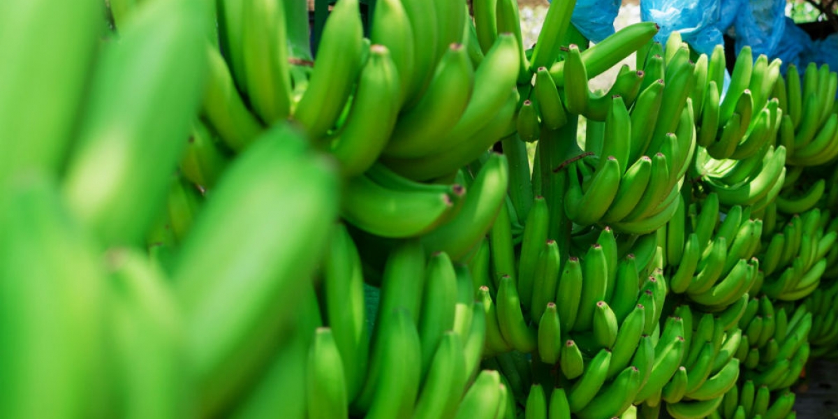 El cultivo de banano será uno de los temas más importantes en Expoagrosavia 2019