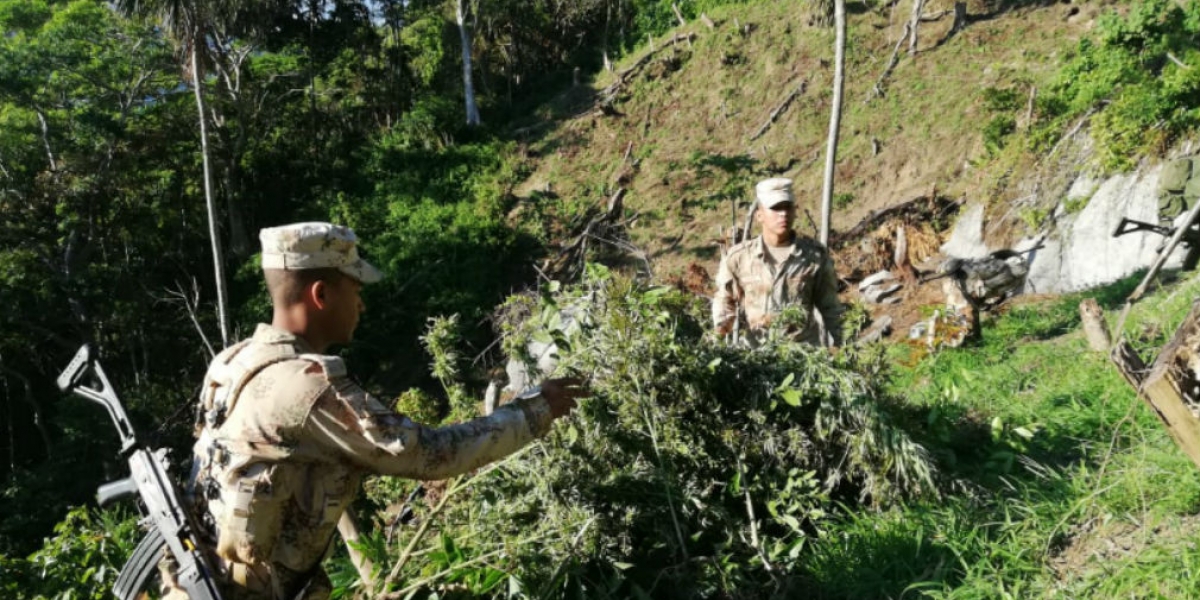 El Ejército Nacional junto al  Cuerpo Técnico de Investigación de la Fiscalía, erradicaron 5.228 matas de cultivos ilícitos 