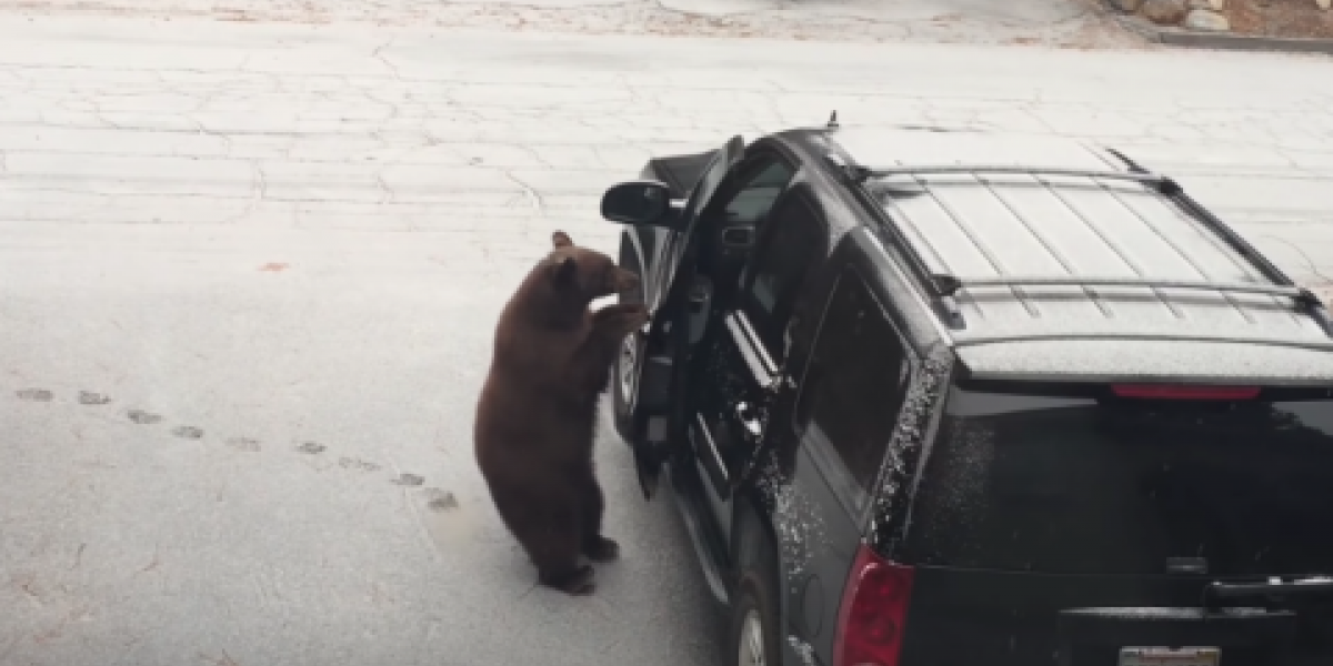 Zona Cero Oso abre camioneta en Estados Unidos