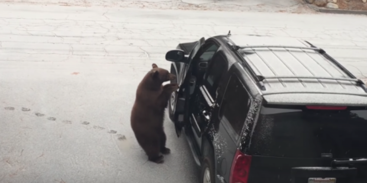 Oso abre camioneta en Estados Unidos