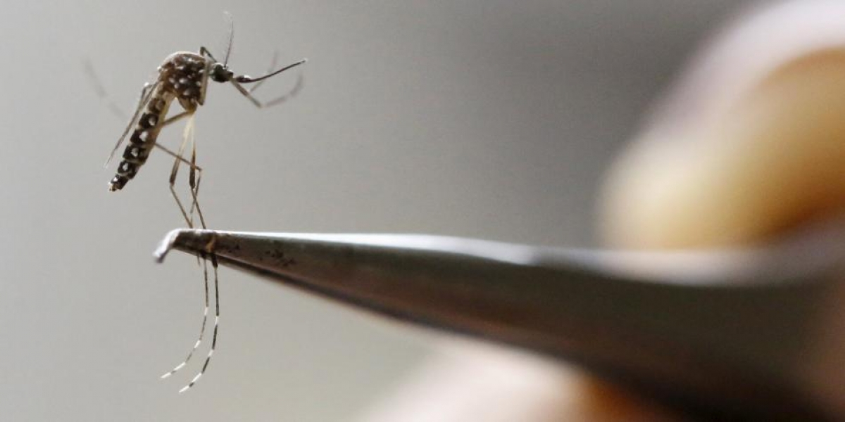 El mosquito Aedes aegypti es el principal transmisor del dengue. 