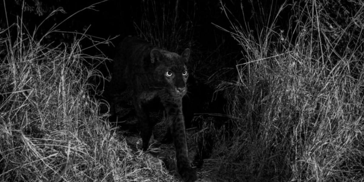 @willbl Leopardo negro captado en Kenia.