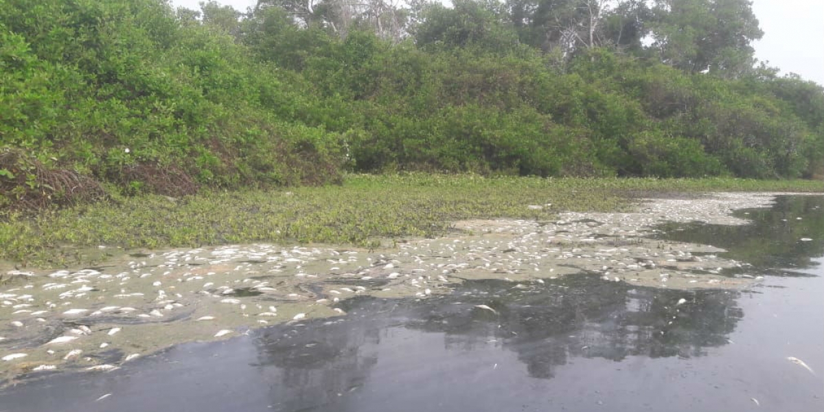 La mortandad de peces se registra en el desembocadura del río Fundación.