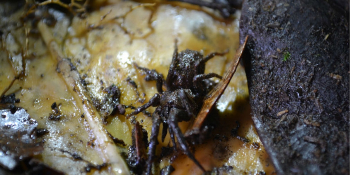 Cortesía Araña "Stormtropis"