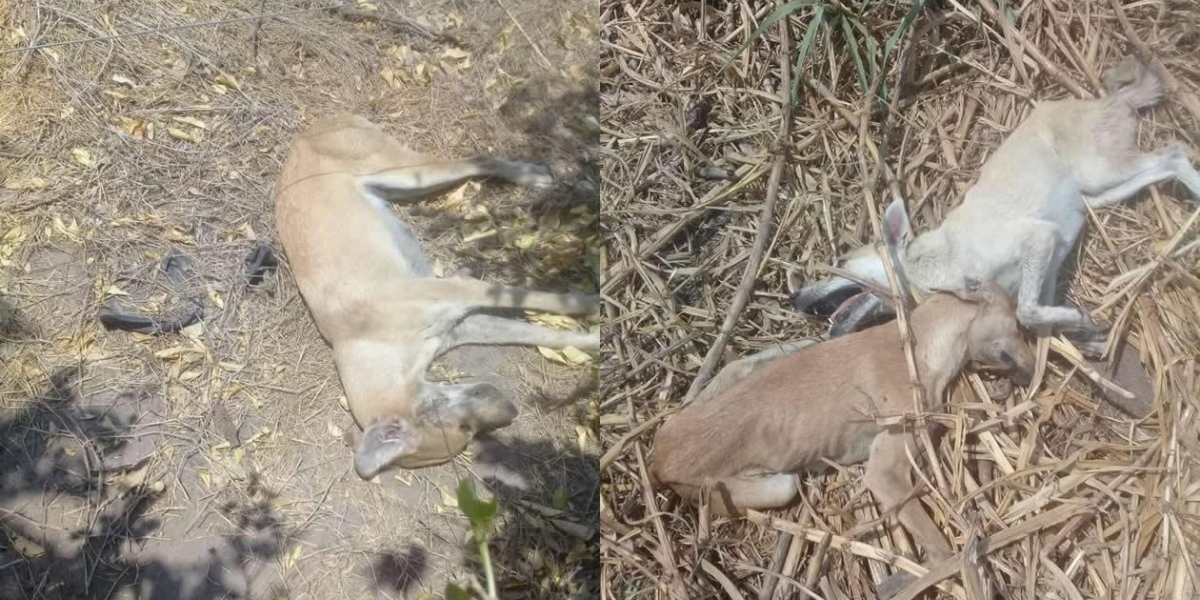 Perros muertos en la finca