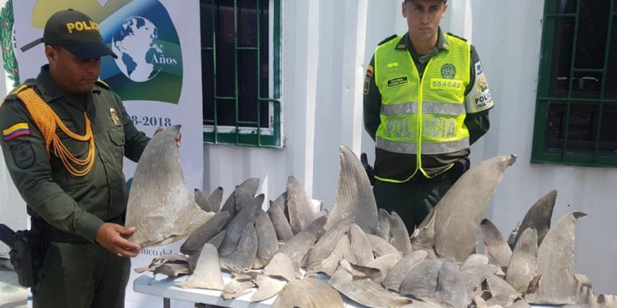 El Heraldo Autoridades incautan aletas de tiburón