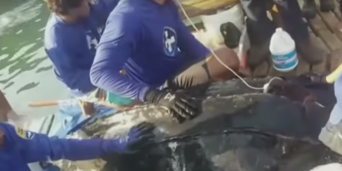 Captura de pantalla Noticias Caracol Gigante tortuga rescatada en Puebloviejo, Magdalena